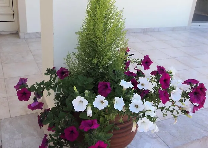 Citrus Grove * Argaka